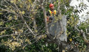 Προγραμματισμένες εργασίες κλαδέματος στον Δήμο Χανίων