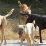 Διήμερο στειρώσεων για αδέσποτα ζώα από τον Δήμο Σφακίων
