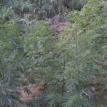 Κρήτη: Εξυχνιάστηκε υπόθεση εντοπισμού φυτείας κάνναβης- Συνελήφθη ο καλλιεργητής
