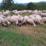 Κρήτη: Κατέσφαξαν δεκάδες πρόβατα και κατσίκια σε στάβλο | Σοκαρισμένη η τοπική κοινωνία