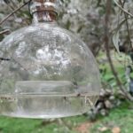 Χανιά: Οδηγίες εν όψει της έναρξης περιόδου δακοκτονίας έτους 2024