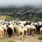 Κρήτη: Τρεις συλλήψεις για παραβάσεις περί ζωοκλοπής