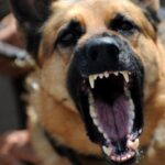 Κρήτη: Τραυματίστηκε σοβαρά από επίθεση σκύλου