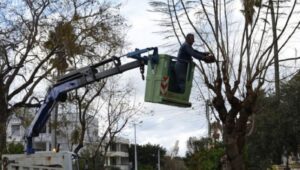 Εργασίες κλαδέματος σε περιοχές του Δήμου Χανίων