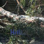 Χανιά: Έπεσε δένδρο στη λεωφόρο Σούδας | φωτο