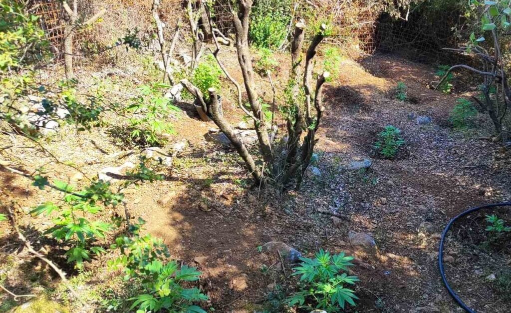 Κρήτη: Εντοπίστηκε φυτεία δενδρυλλίων κάνναβης | φωτο