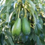 Αναγγελία ζημιών από τον καύσωνα στον Δ. Αποκορώνου