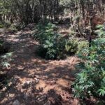 Κρήτη: Εντοπίστηκαν φυτείες δενδρυλλίων κάνναβης