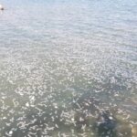 Χανιά: Γεμίζουν λύματα από τα πλοία οι παραλίες των Καλυβών | Τι καταγγέλλει ο σύλλογος καταστηματαρχών (φώτο)