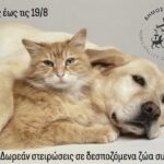 Δωρεάν στειρώσεις σε δεσποζόμενα ζώα συντροφιάς από τον Δήμο Χανίων