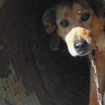 Κρήτη: Είχε τα έξι σκυλιά του σε άθλιες συνθήκες διαβίωσης