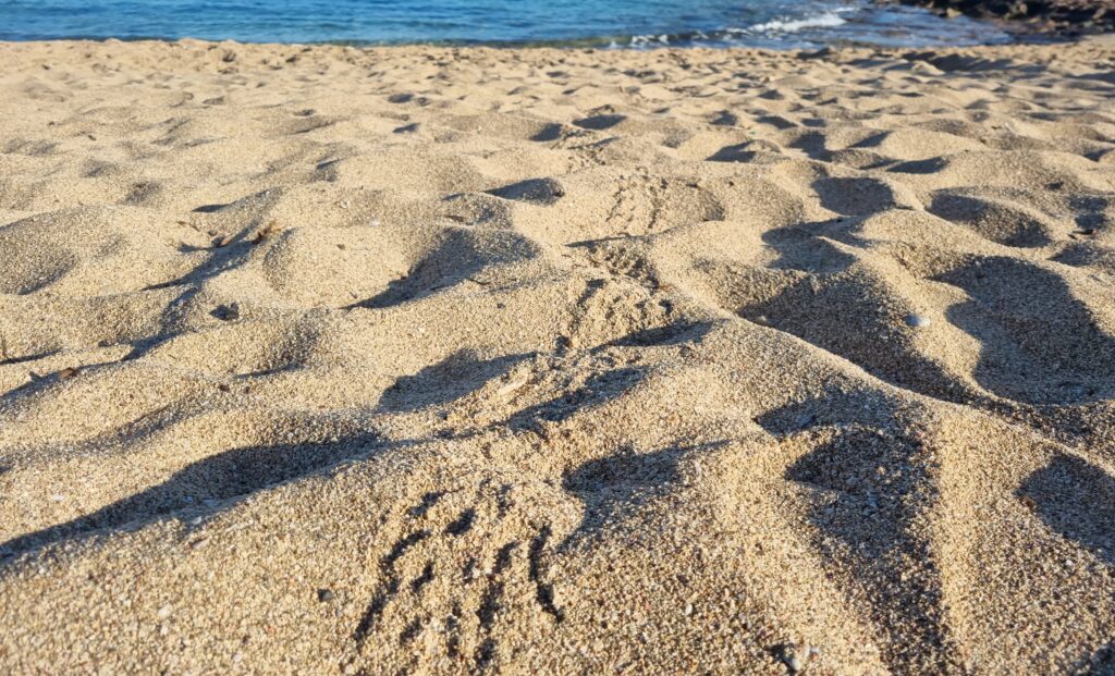 Χανιά: Πρώτα γεννητούρια Caretta Caretta στην Παχιά Άμμο στον Σταυρό Ακρωτηρίου