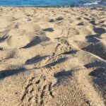 Χανιά: Πρώτα γεννητούρια Caretta Caretta στην Παχιά Άμμο στον Σταυρό Ακρωτηρίου