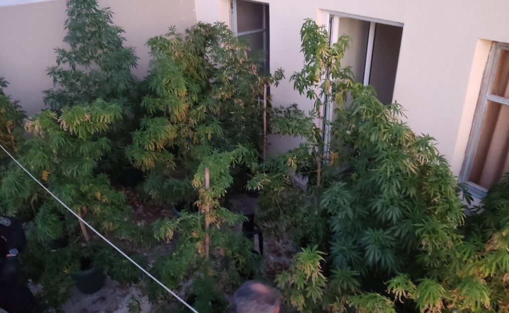 Κρήτη: Δυο συλλήψεις για φυτείες κάνναβης | φωτο