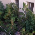 Κρήτη: Δυο συλλήψεις για φυτείες κάνναβης | φωτο