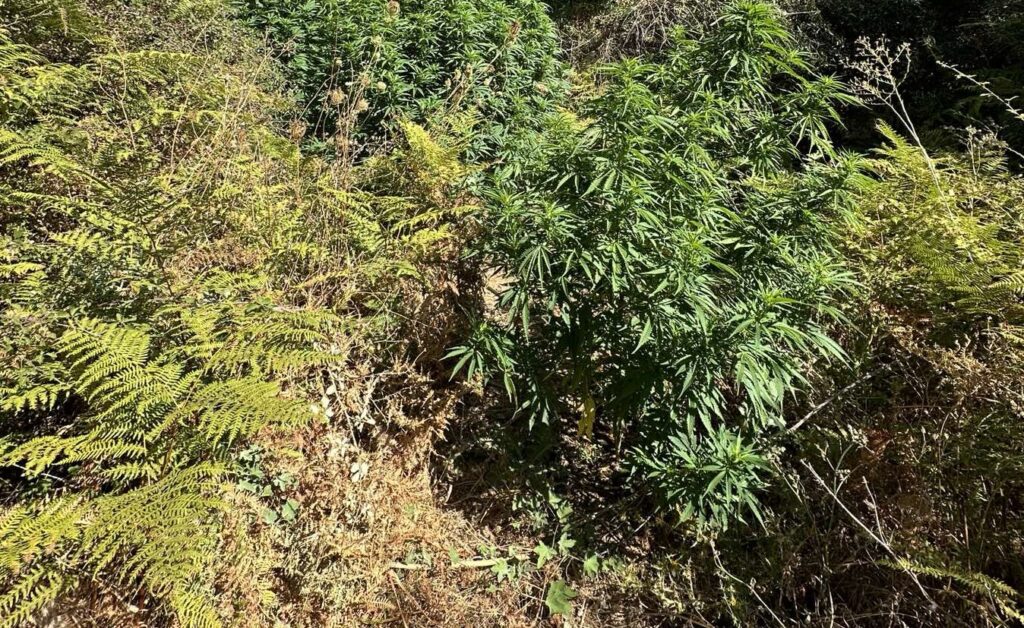 Κρήτη: Εντοπίστηκαν εννέα φυτείες δενδρυλλίων κάνναβης | φωτο