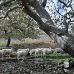 Πανώλη αιγοπροβάτων : Ανοιξαν τα σφαγεία σε Χανιά, Ρέθυμνο, Λασίθι