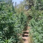 Κρήτη: Ανήλικος συνελήφθη την ώρα που πήγαινε σε χασισοφυτεία | Χειροπέδες και στους γονείς του