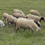 Παρατείνονται τα προληπτικά μέτρα για την ευλογιά των αιγοπροβάτων στην Κρήτη