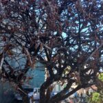 Παρεμβάσεις προστασίας νοσούντων δέντρων από το Τμήμα Πρασίνου του Δήμου Ρεθύμνης