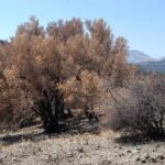 Αυτοψία κλιμακίου ΣΕΔΗΚ και Ινστιτούτου Ελιάς στις πυρόπληκτες περιοχές για οδηγίες φροντίδας των ελαιόδεντρων που δεν καταστράφηκαν ολοσχερώς