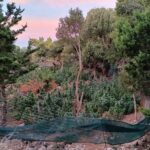 Κρήτη: Εντοπίσθηκε φυτεία με 227 δενδρύλλια κάνναβης