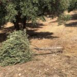 Συνάντηση για την αδεσποτία στα Χανιά
