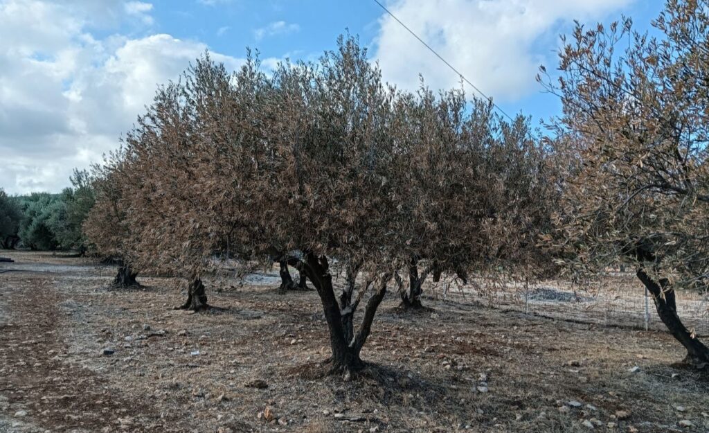 Κρήτη: Ελαιώνες σε άθλια κατάσταση λόγω της ανομβρίας