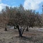 Κρήτη: Ελαιώνες σε άθλια κατάσταση λόγω της ανομβρίας