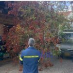 Χανιά: Φορτηγό έπεσε πάνω σε δένδρο δίπλα σε καφενείο | φωτο