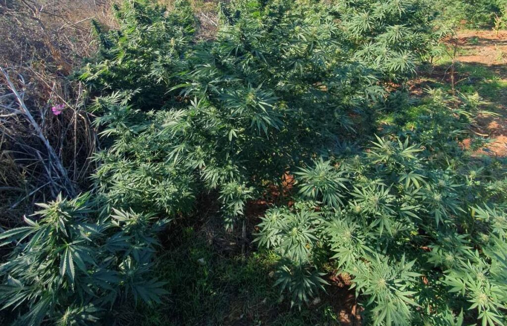 Χανιά: Εντοπίστηκε μεγάλη φυτεία δενδρυλλίων κάνναβης | φωτο