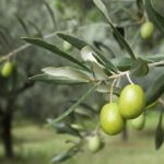 Εκπαίδευση στο κλάδεμα της ελιάς και καλές πρακτικές για το Εξαιρετικό Παρθένο Ελαιόλαδο “Κρήτη/Kriti” στο Άδελε Ρεθύμνου