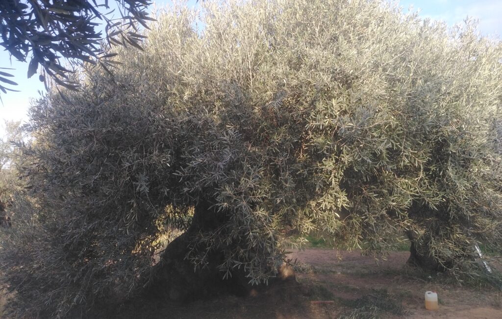 Ελιά ένα Θεϊκό δένδρο