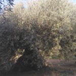Ελιά ένα Θεϊκό δένδρο