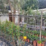 Περισσότερα από 5.500 νέα δέντρα και φυτά για την ανανέωση του πρασίνου στο Δήμο Ηρακλείου