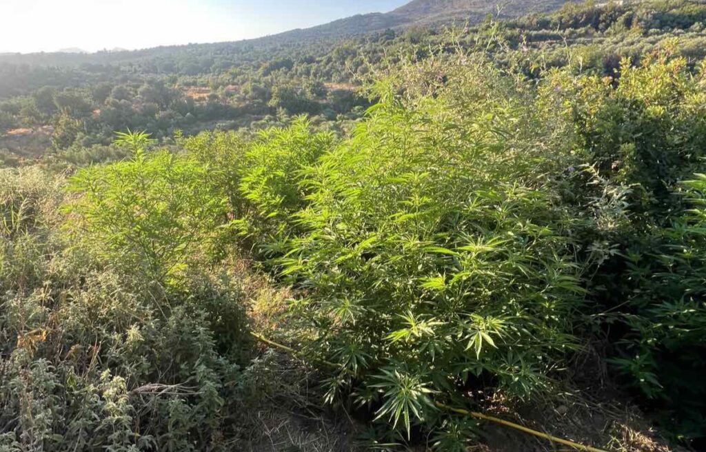 Κρήτη: Εντοπίστηκαν 19 φυτείες δενδρυλλίων κάνναβης(φωτο)