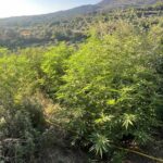 Κρήτη: Εντοπίστηκαν 19 φυτείες δενδρυλλίων κάνναβης(φωτο)