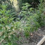 Κρήτη: Είχε παρτέρια με χασίς στην αυλή του (φώτο)