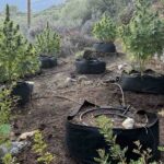 Κρήτη: Είχαν δενδρύλλια και χασίς στο θερμοκήπιο (φώτο)