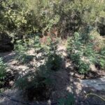 Κρήτη: Τους έπιασαν την ώρα που φρόντιζαν τα δενδρύλλια (φώτο)