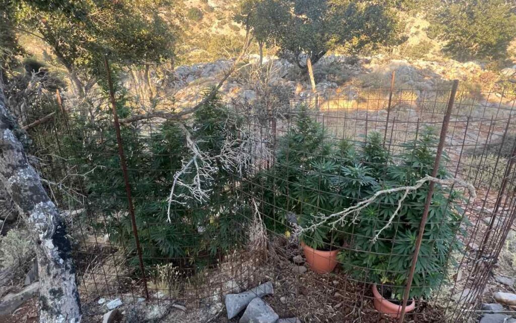 Κρήτη: Εντοπίστηκαν εννέα φυτείες δενδρυλλίων κάνναβης | φωτο