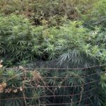 Κρήτη: Εντοπίστηκαν οκτώ φυτείες δενδρυλλίων κάνναβης | φωτο