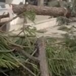 «Στο έλεος των ανέμων το Ρέθυμνο: Δέντρα ξεριζώθηκαν, ζημιές σε οχήματα | φωτο