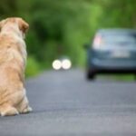 Κρήτη: Σύλληψη 35χρονου για εγκατάλειψη σκύλου