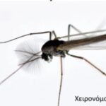 Χανιά: Αυξημένη παρουσία εντόμων στον Κλαδισό