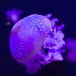 Συναγερμός για τις μωβ μέδουσες στις ελληνικές παραλίες | Τι να κάνετε σε περίπτωση τσιμπήματος
