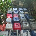 Δήμος Κισσάμου: Πρόγραμμα Μαζικών Στειρώσεων Αδέσποτων Ζώων
