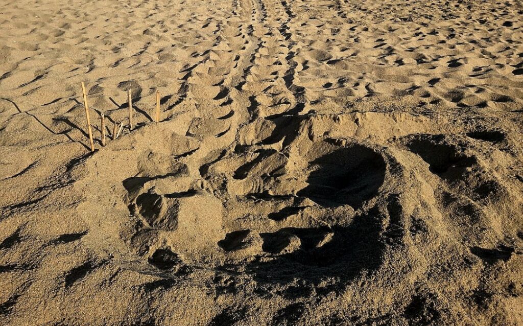 Εντοπίστηκαν οι πρώτες φωλιές Caretta caretta για φέτος στην Παχιά Άμμο στον Σταυρό Ακρωτηρίου