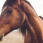 Εκδήλωση από την Ιππική Ακαδημία Κρήτης με θέμα «Θεραπευτική Ιππασία – Επιστήμη, Εκπαίδευση & Κοινωνική Συμπερίληψη»