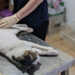 Δήμος Σφακίων: 58 στειρώσεις αδέσποτων ζώων στο 8ο διήμερο δράσεων ευζωίας